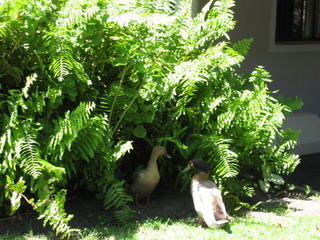 DUCKS